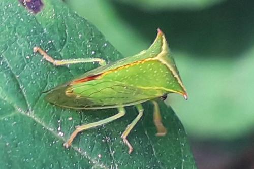 Réf. 289 363 : Stictocephala bisonia